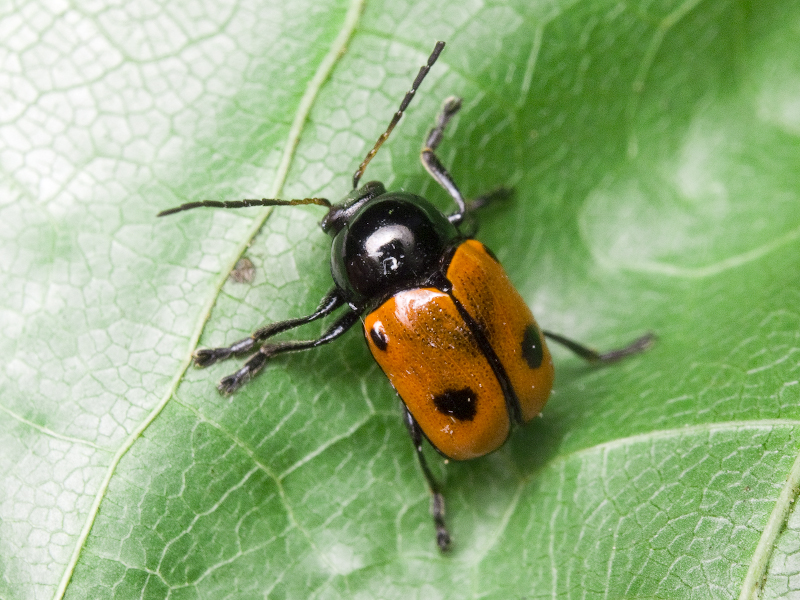 Cryptocephalus (Cryptocephalus) bipunctatus (Linnaeus, 1758)